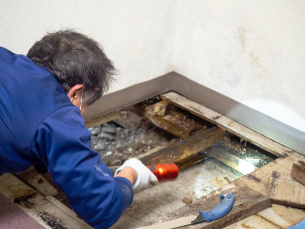 Trusted Bridgeport, IL Mold Removal Experts