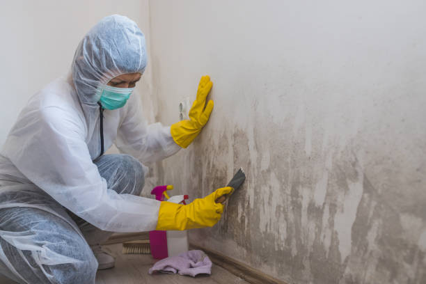 Best Commercial Mold Removal  in Bridgeport, IL