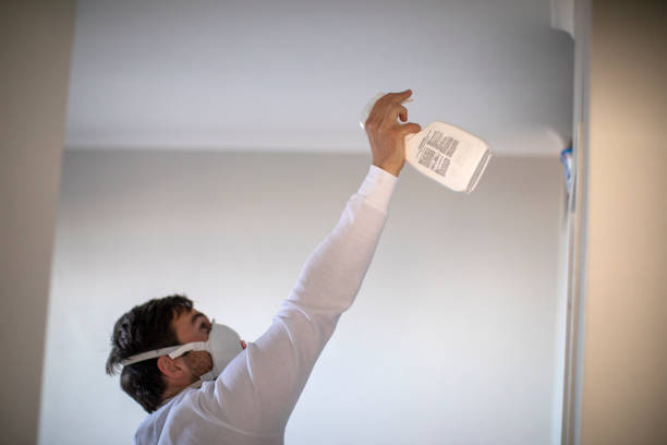 Best Affordable Mold Removal  in Bridgeport, IL