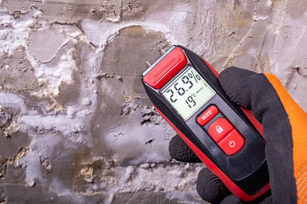Best Best Mold Removal Companies  in Bridgeport, IL