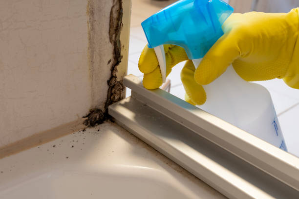 Best Emergency Mold Removal  in Bridgeport, IL