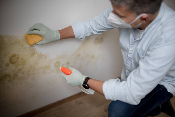 Best Commercial Mold Removal  in Bridgeport, IL