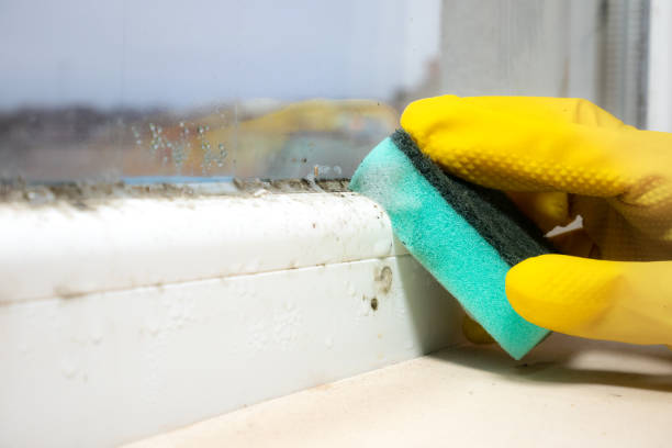 Best Attic Mold Removal  in Bridgeport, IL