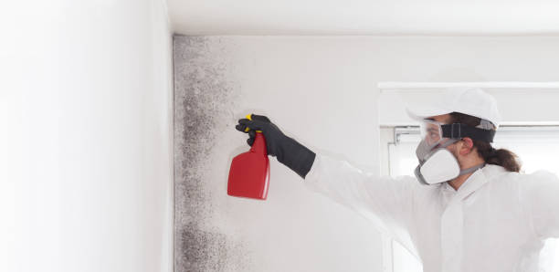 Best Home Mold Removal  in Bridgeport, IL