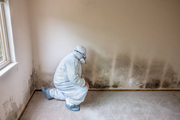 Best Black Mold Removal  in Bridgeport, IL