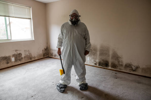 Best Residential Mold Removal  in Bridgeport, IL